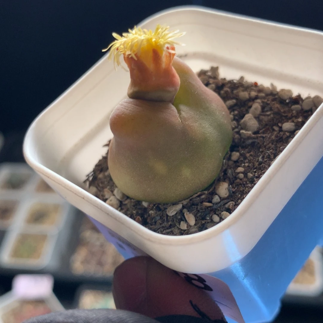 莫*白a588母本母本母本
