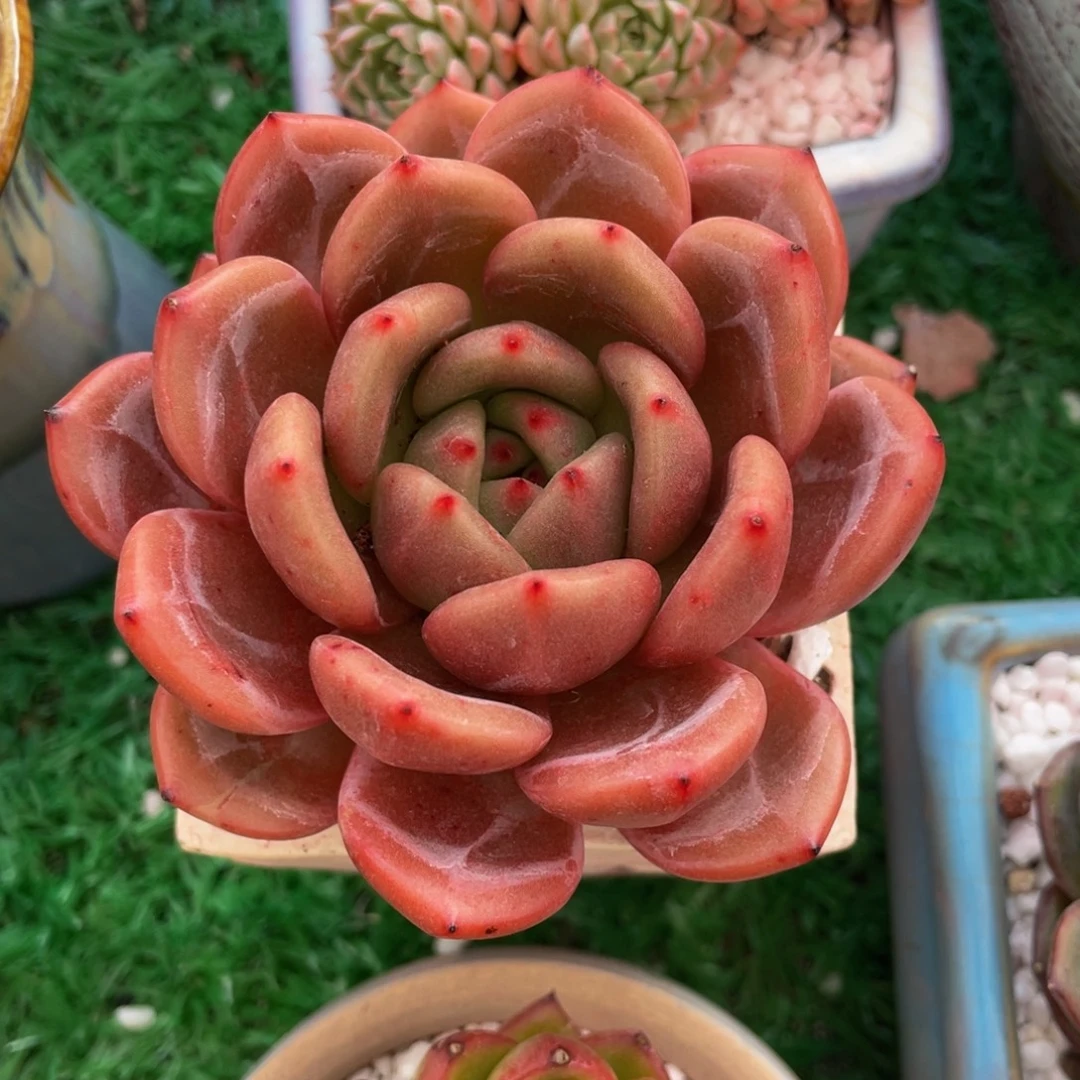 多肉植物盆栽多肉8