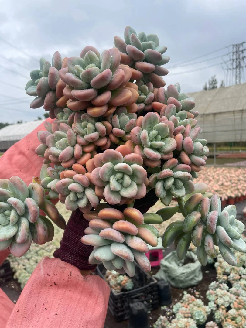 洛神 多肉植物  阳台室内可养 云南直发 满18包邮