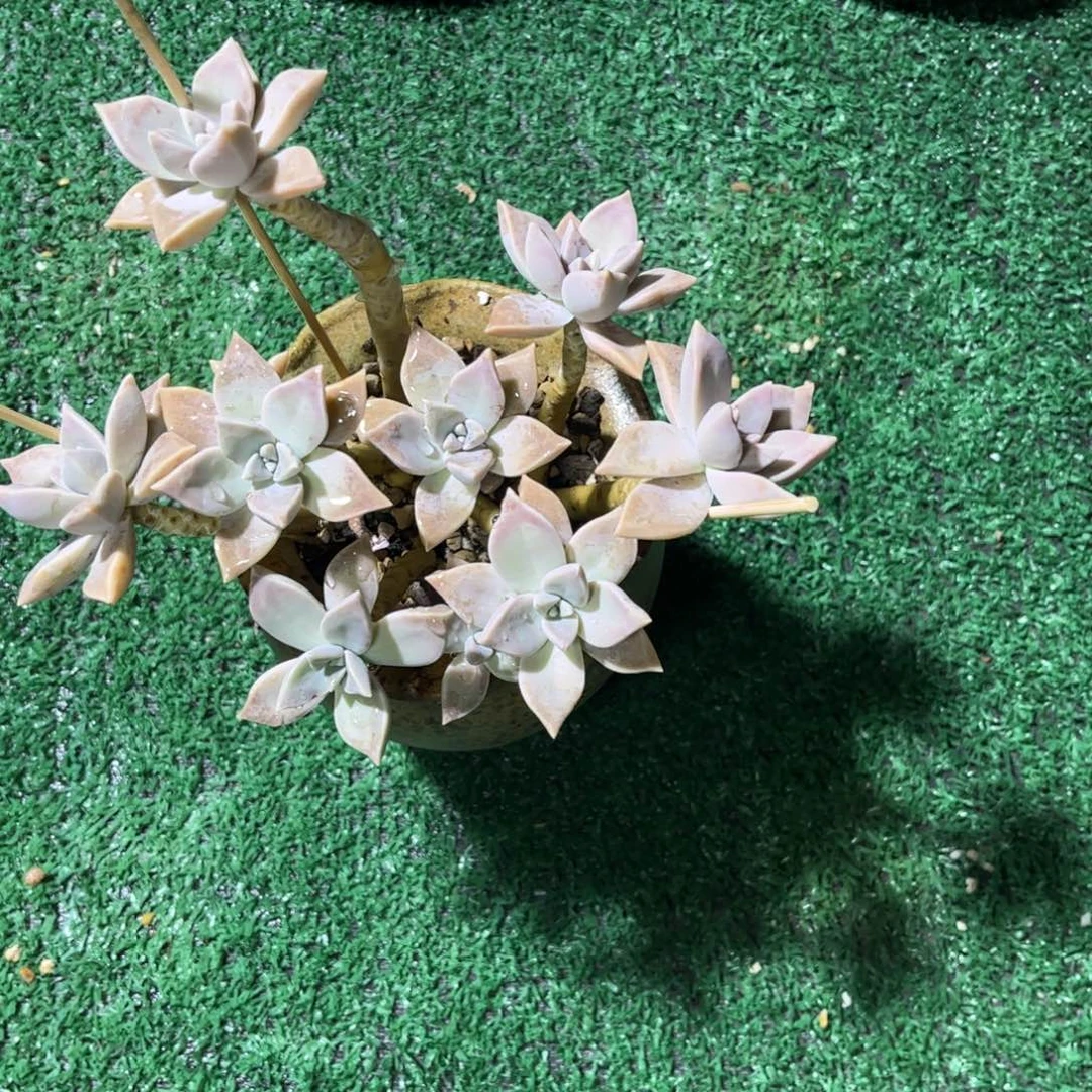 ?*陈什么娜带盆一物一拍