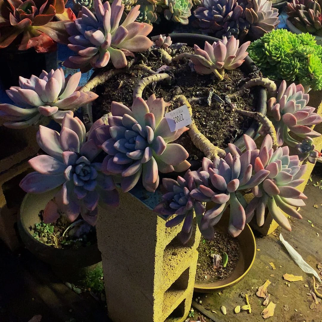 ৡ***º    奥普多肉27002