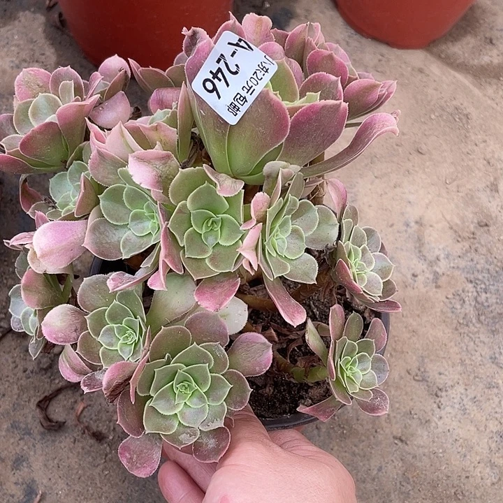 246香妃多肉植物法师