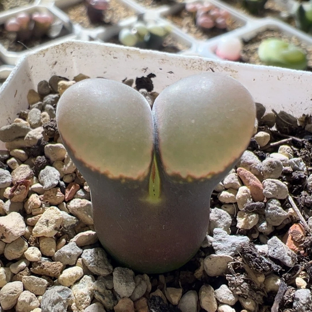 优选红风铃 大翻窗 好看08