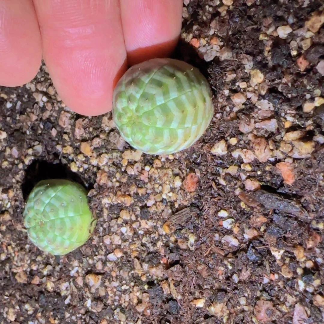 G块根植物块根植物