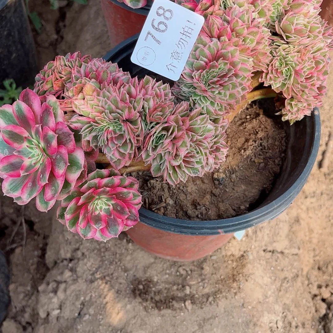 无花朵志*黍多肉植物768