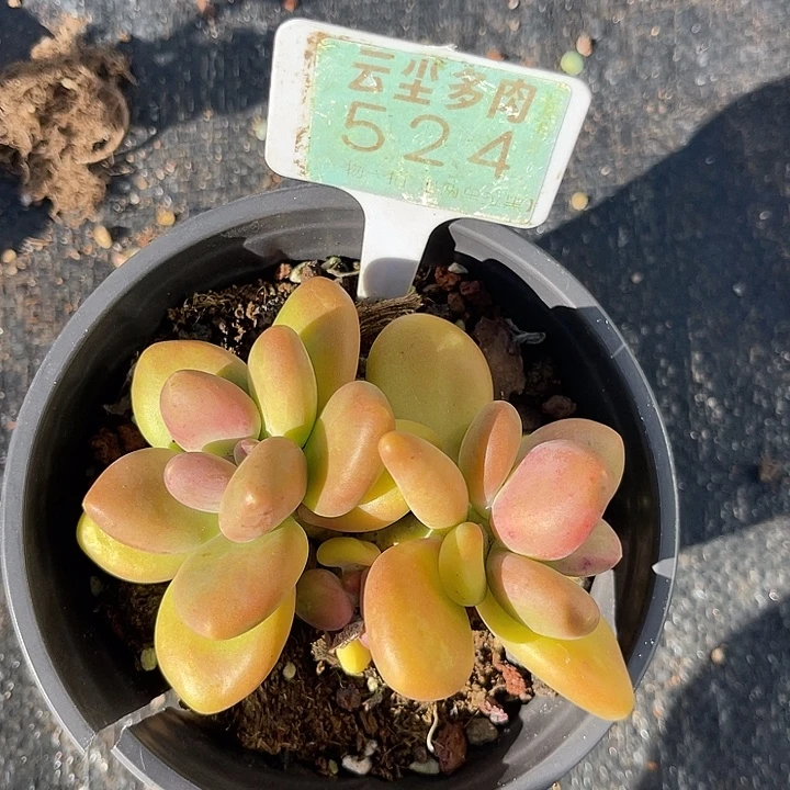 云尘多肉一物一拍 524,
