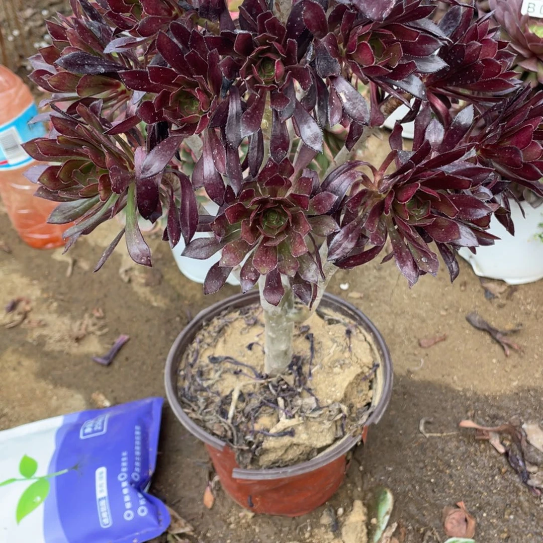 550黑法师多肉法师断枝不包