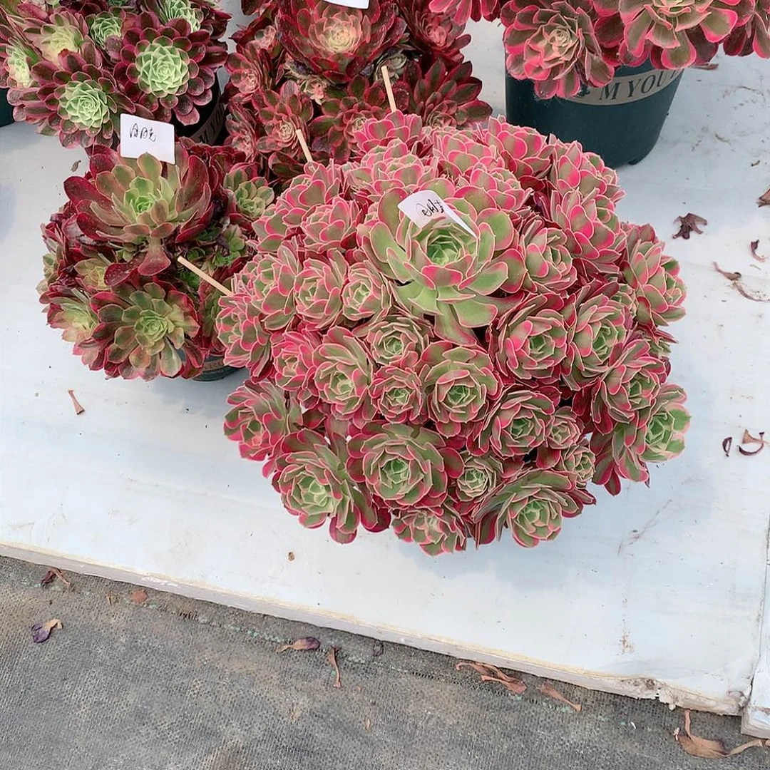 【闪购商品】郑****店叶落莎，多肉