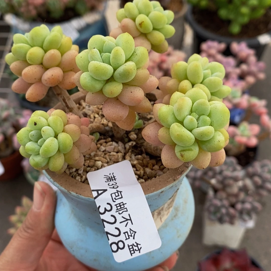 3228洛可可10cm多肉