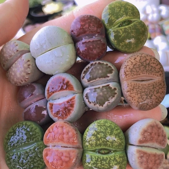 无花朵0745，2.1-2.5厘米个别老皮微瑕