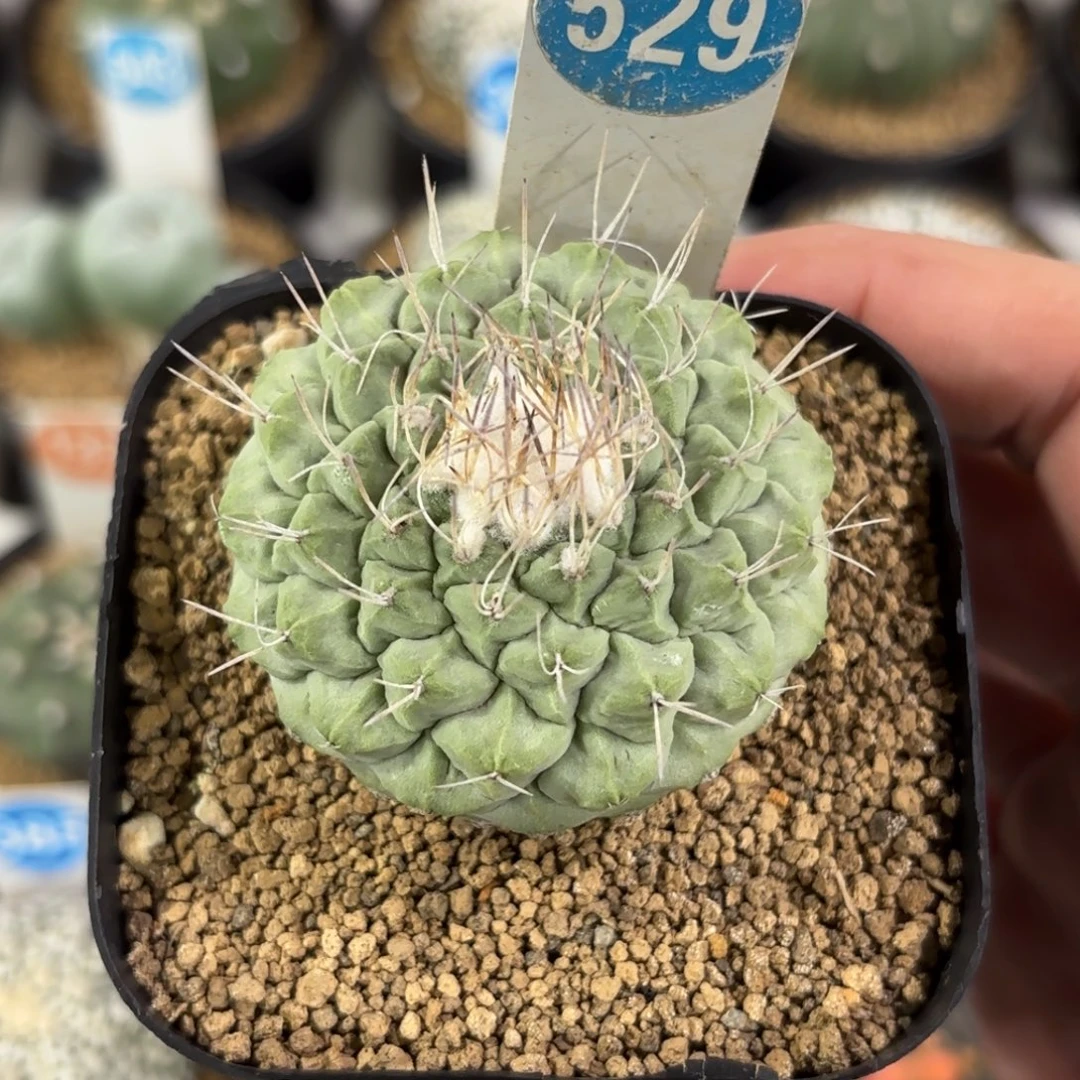 529实生菊水带盆带土发货