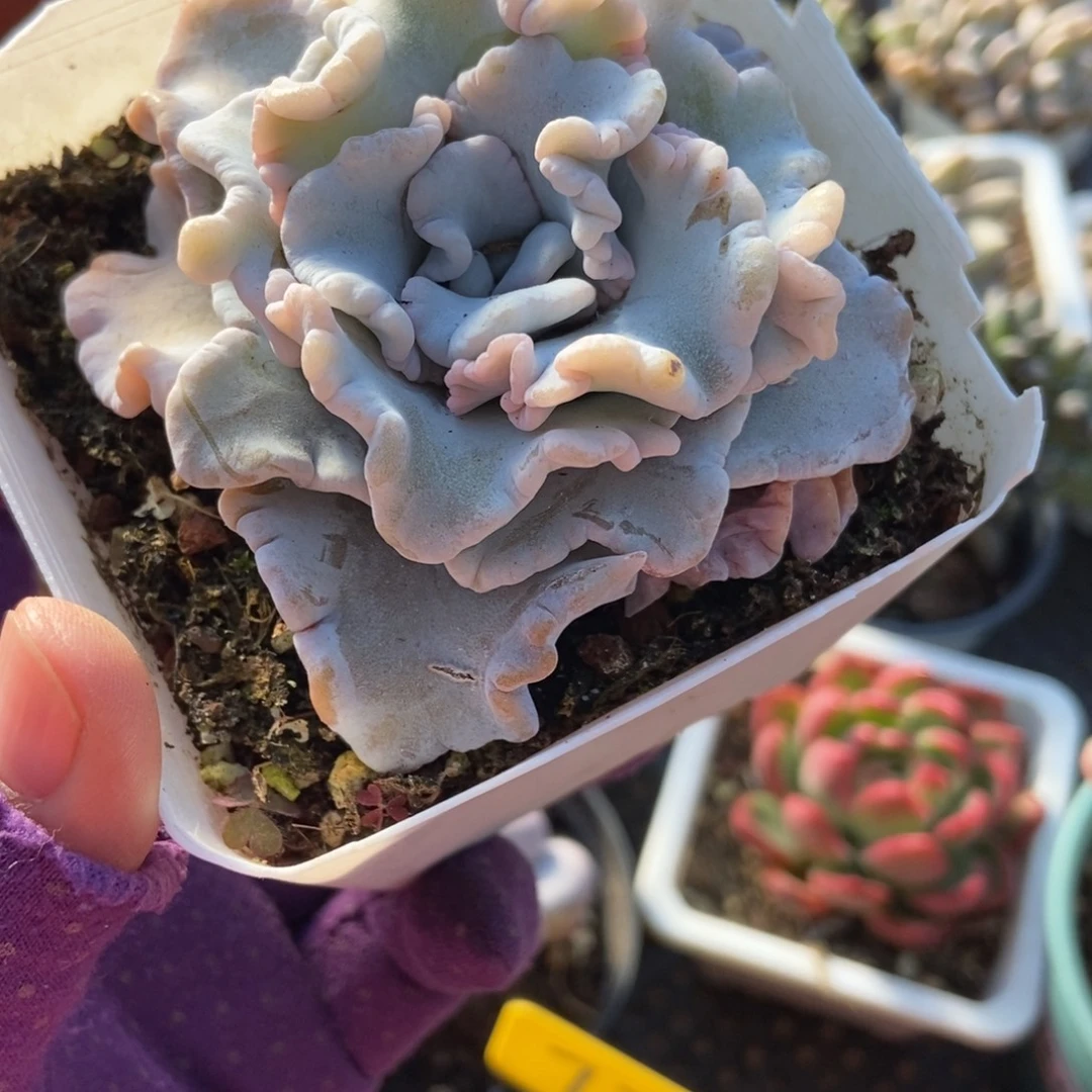 784饺子皮多肉植物多肉