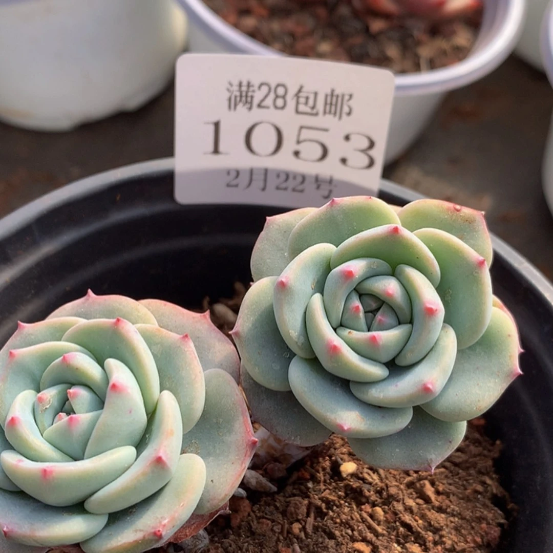 【闪购商品】云1053