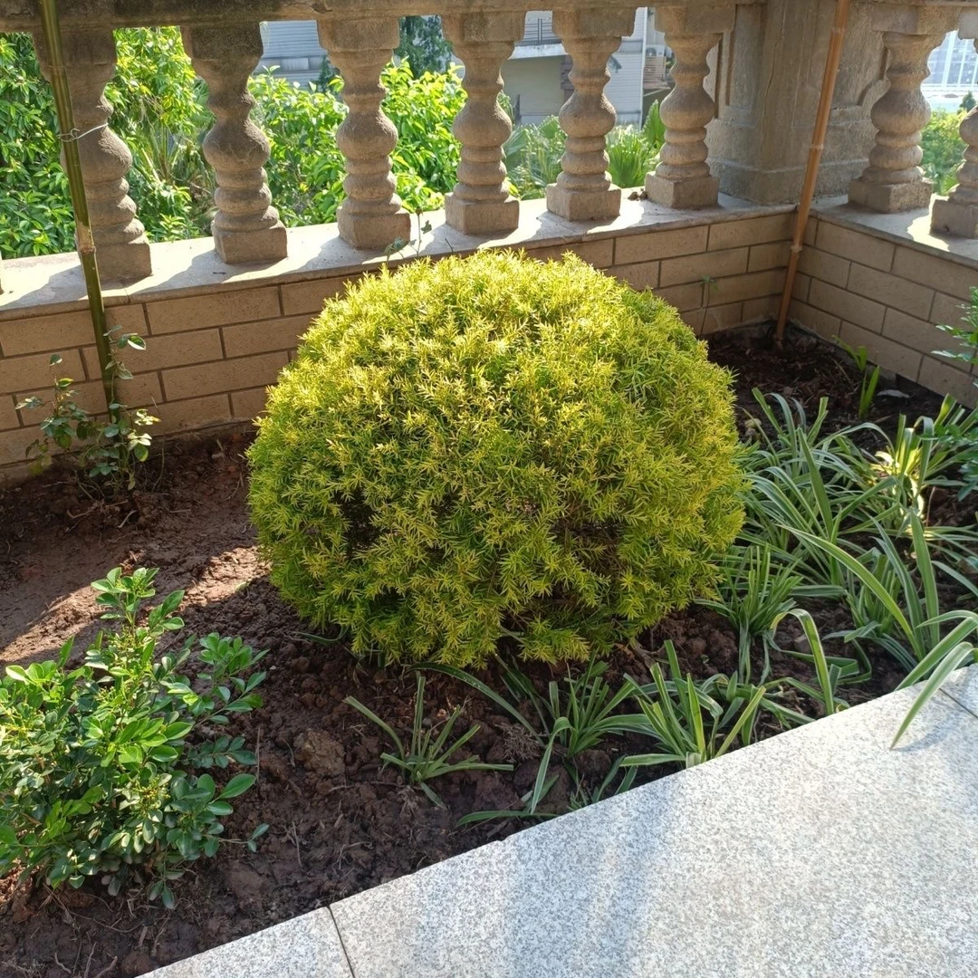 庭院花池装饰 黄金香柳造型 叶子芳香 易成活球形