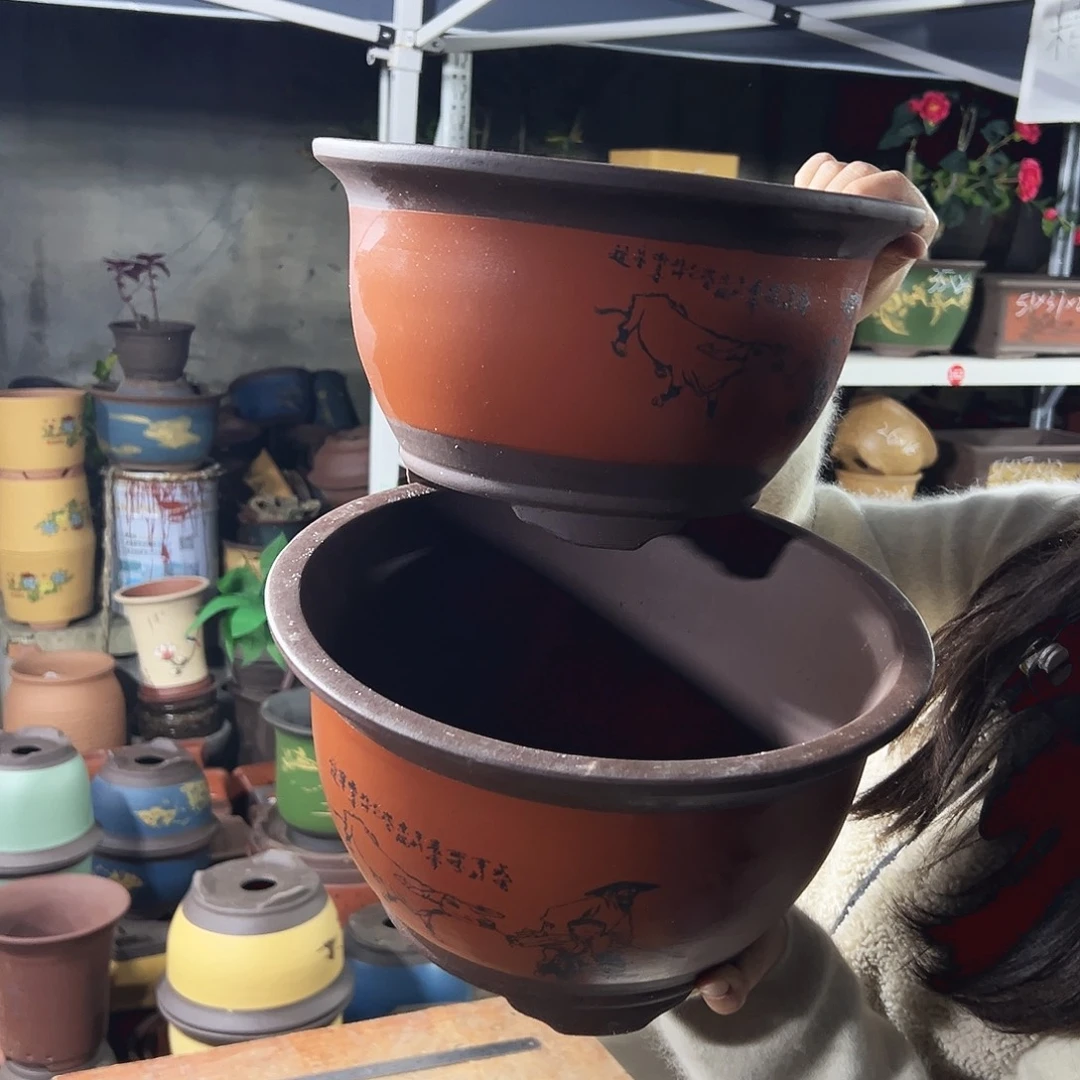 30+30红色放牛娃三角金钟