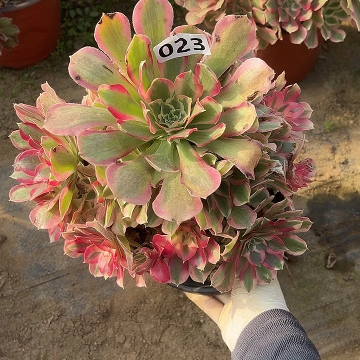 修过侧芽叶罗刹特价023