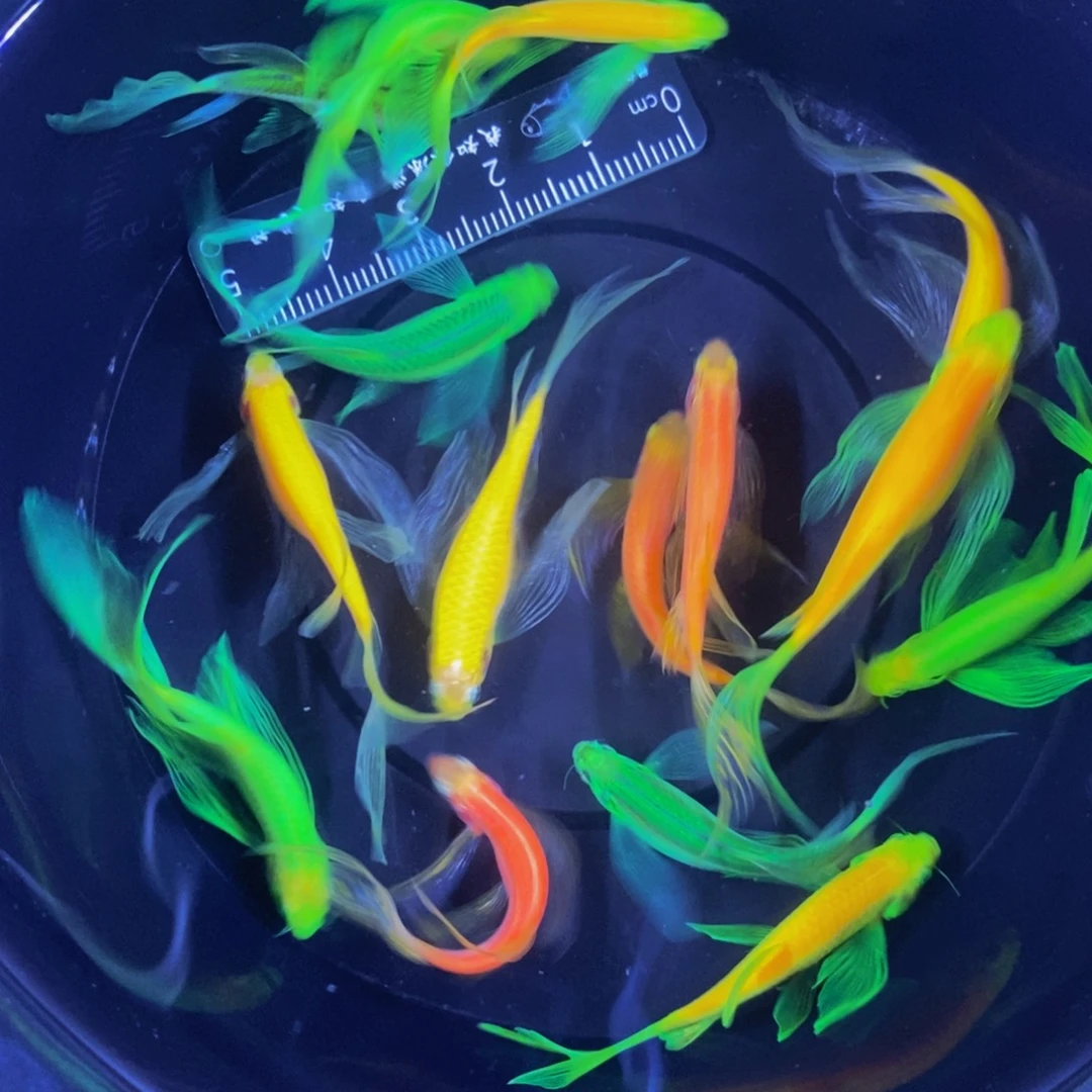 斑马鱼蝶翼斑马自选15条