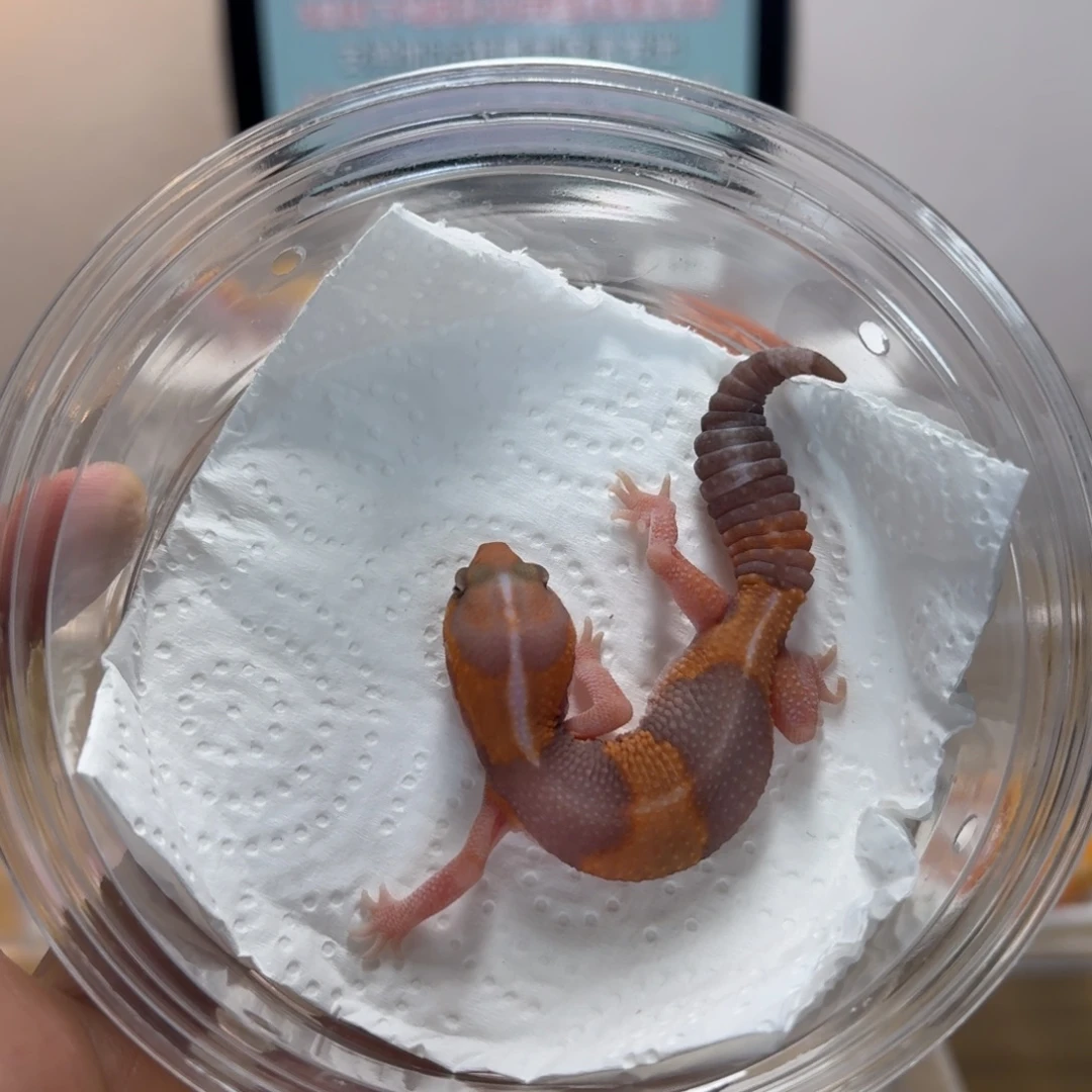 肥尾守宫橘白妹妹