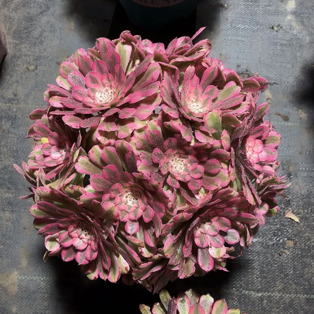 粉铜壶锦法师多肉植物