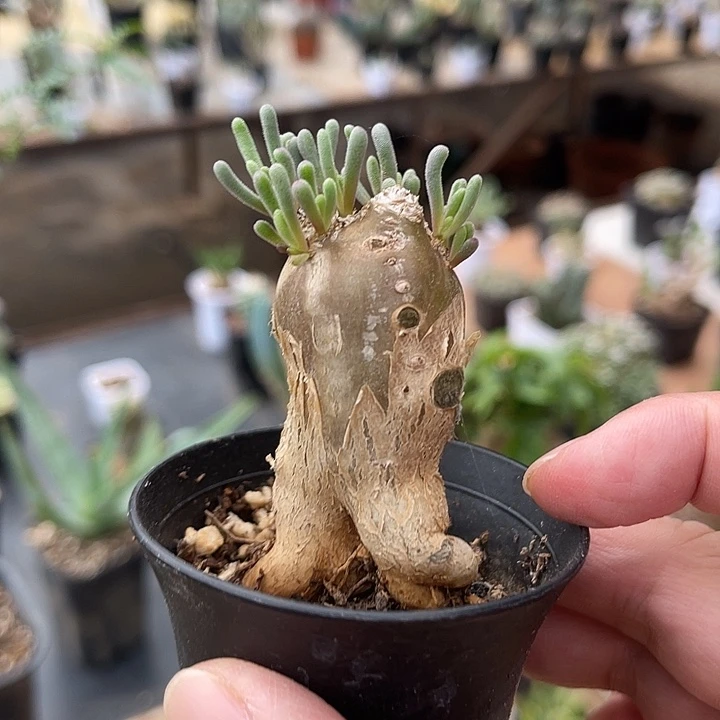 无花朵实生淡清霜一物一拍