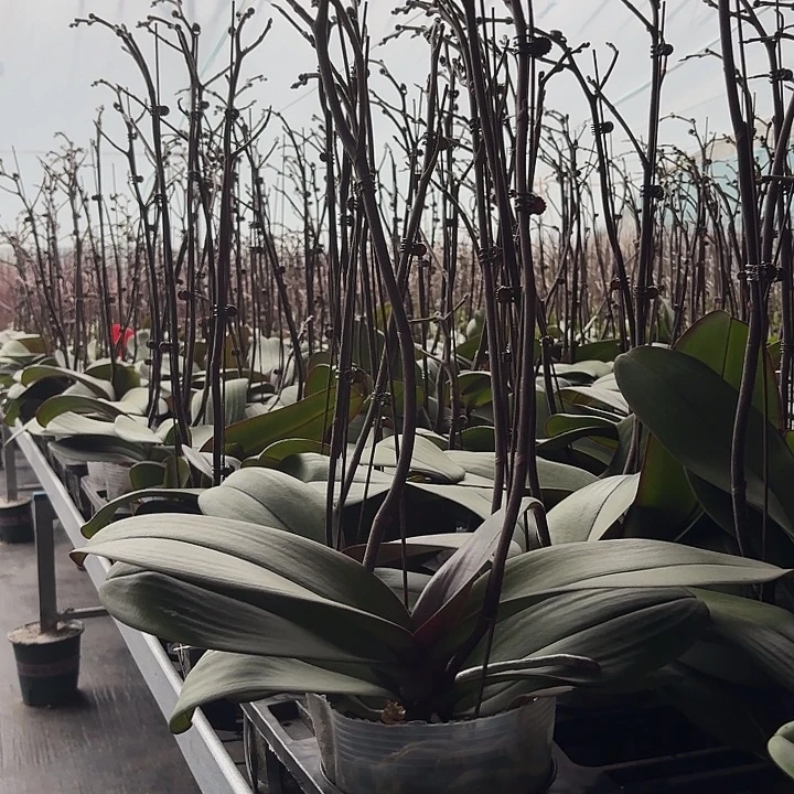 无花朵5寸安娜1颗一物一拍