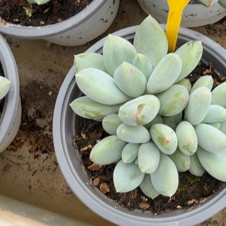 哥特一物一拍867.