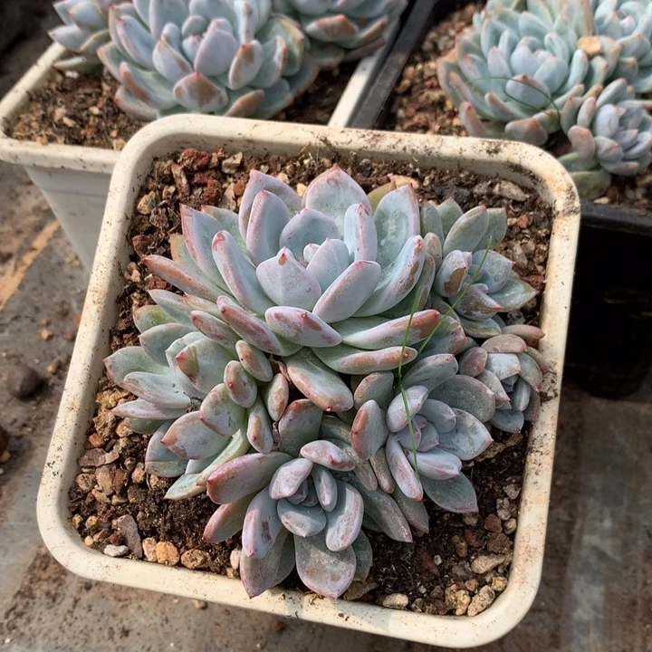 七头小脸石榴籽花花