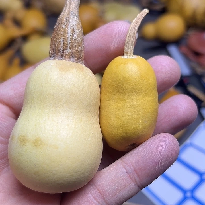 西***风小葫芦一物一拍两个