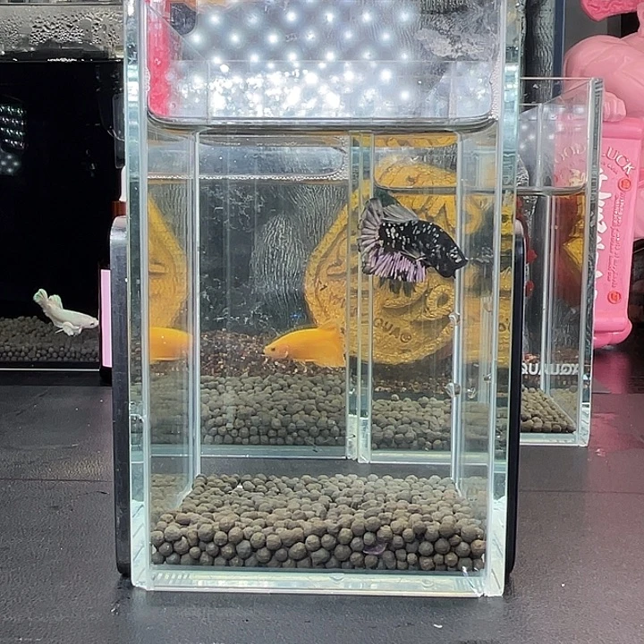 斗鱼27号924早暗黑