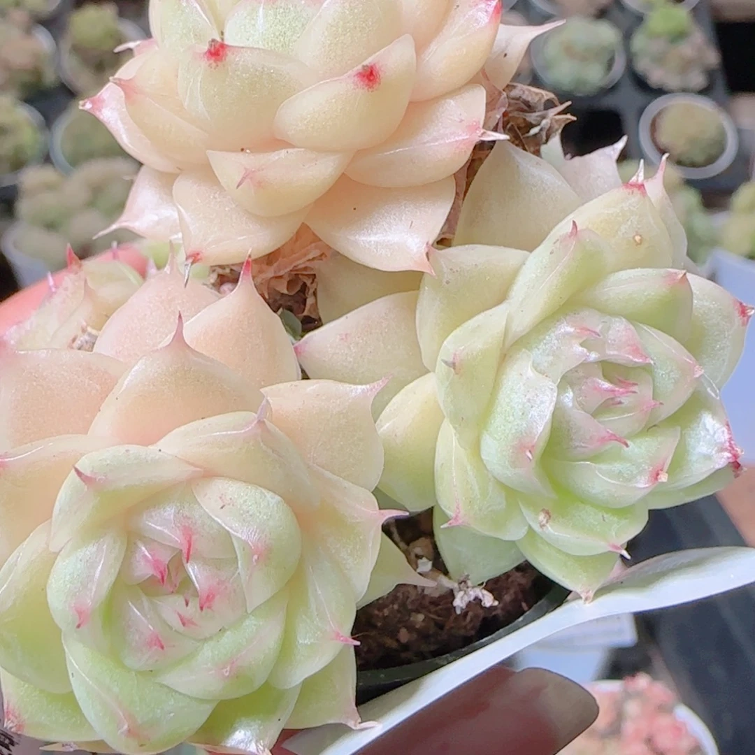 花语逸镜1108-39散