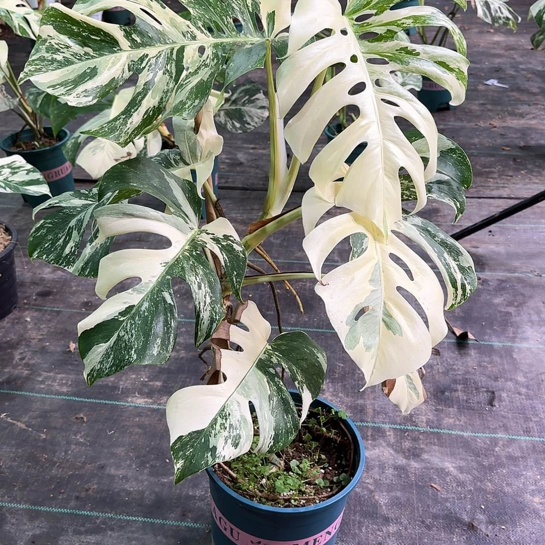 无花朵有*白龟c16