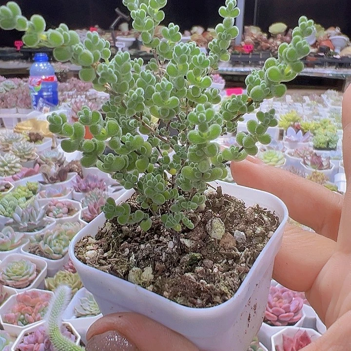 大莱斯枝干19包邮