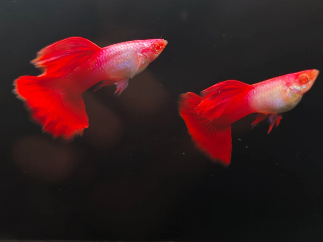 艾尔银孔雀鱼一对（快递签收3小时内没有开箱视频不包损）