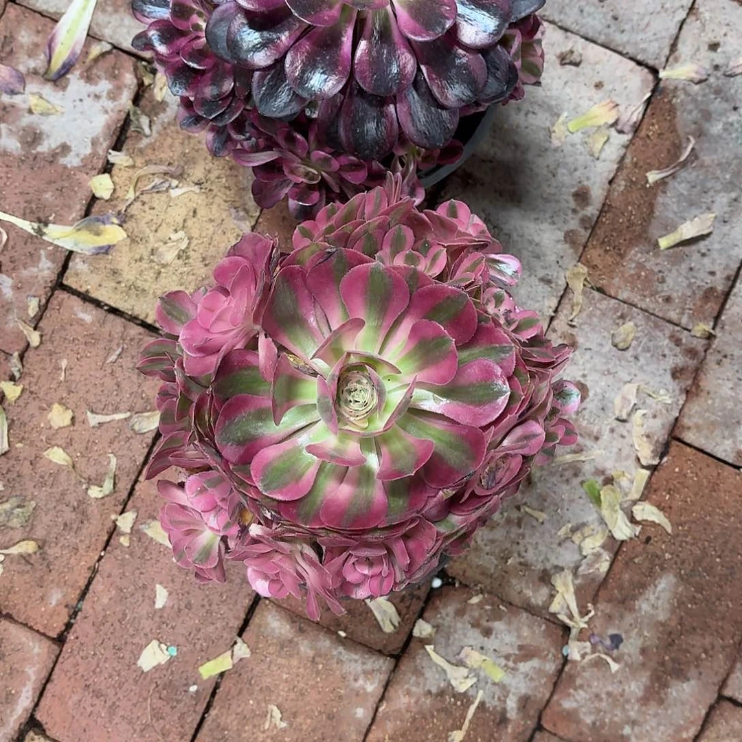 @***光美杜莎法师，香妃法师带盆土发货