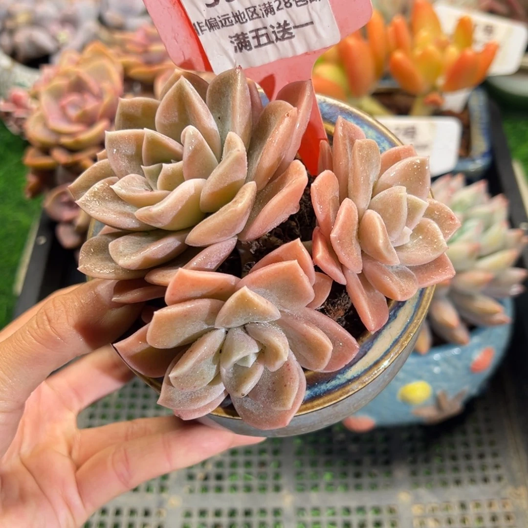 表妹精品多肉植物350.