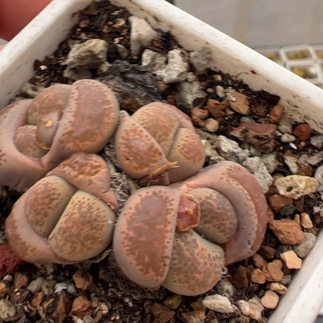 大***?粉碧琉璃多肉植物百科