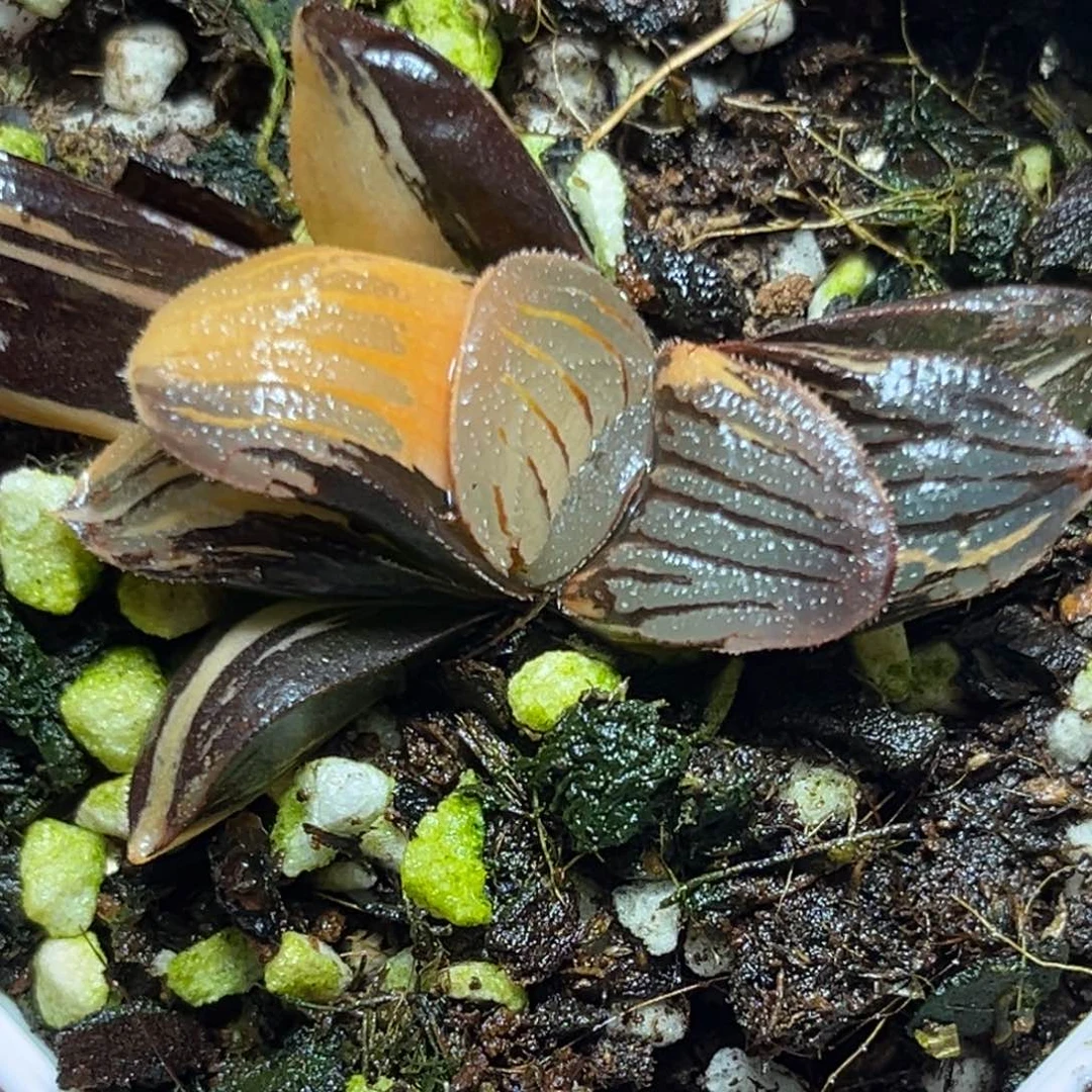 恭喜发财大吉大利653