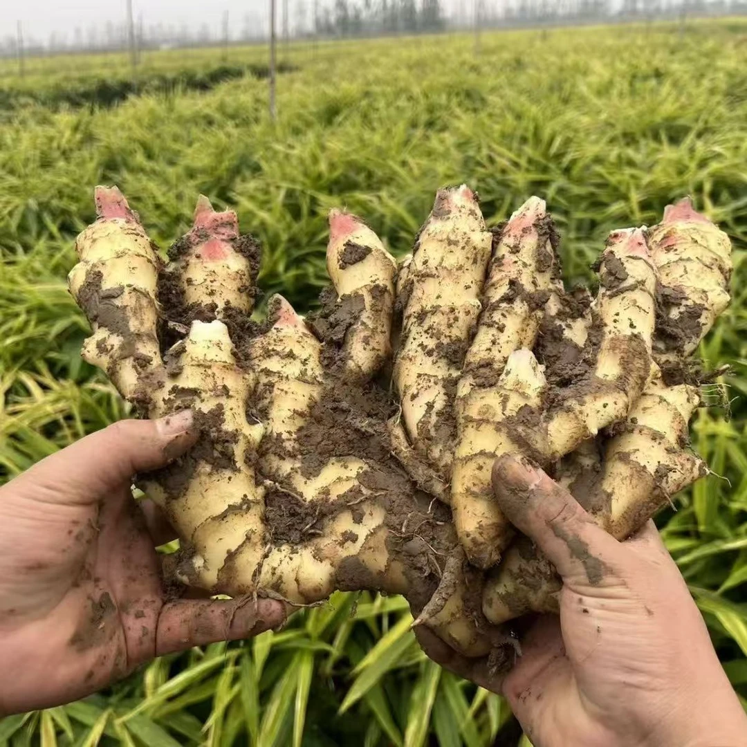 【山货出山】湖北农家本地生姜仔姜子姜新鲜现挖2025当季蔬菜