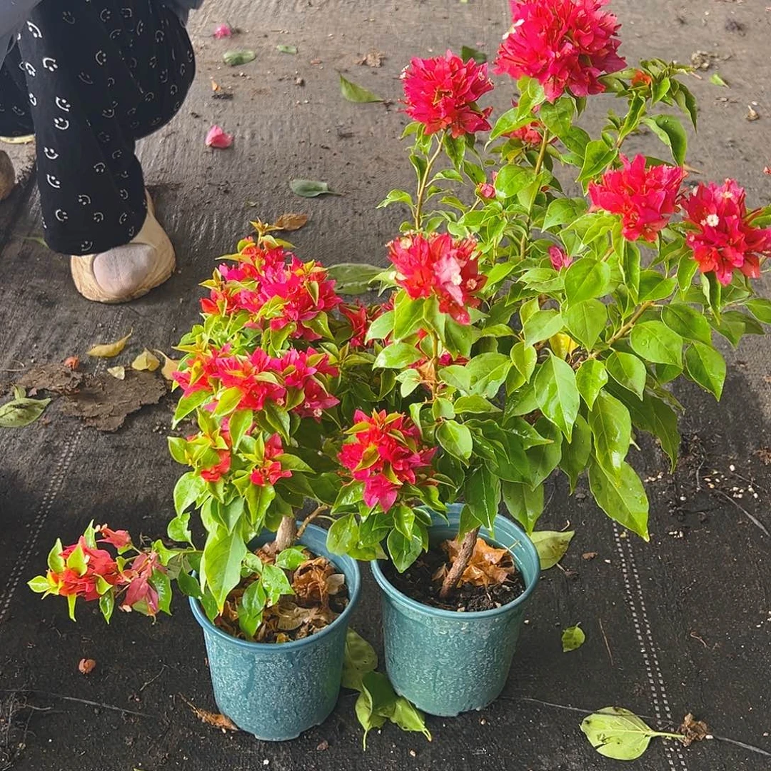 当前无花栽培后可以开花红狐狸掌中宝一棵
