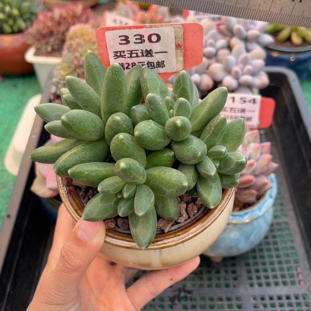 表妹精品多肉植物330.