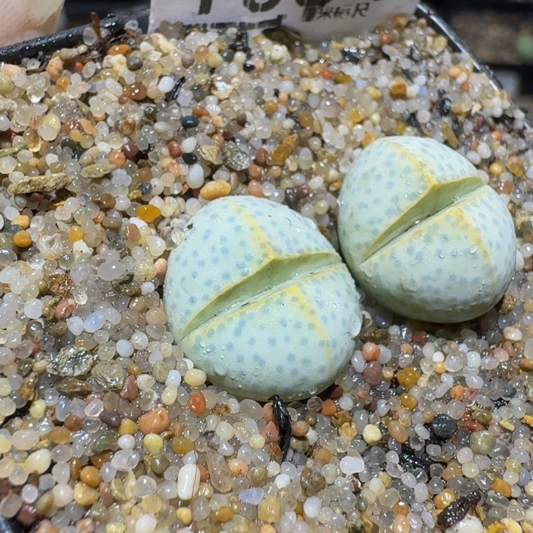 嘟***zzzz精品生石花1054