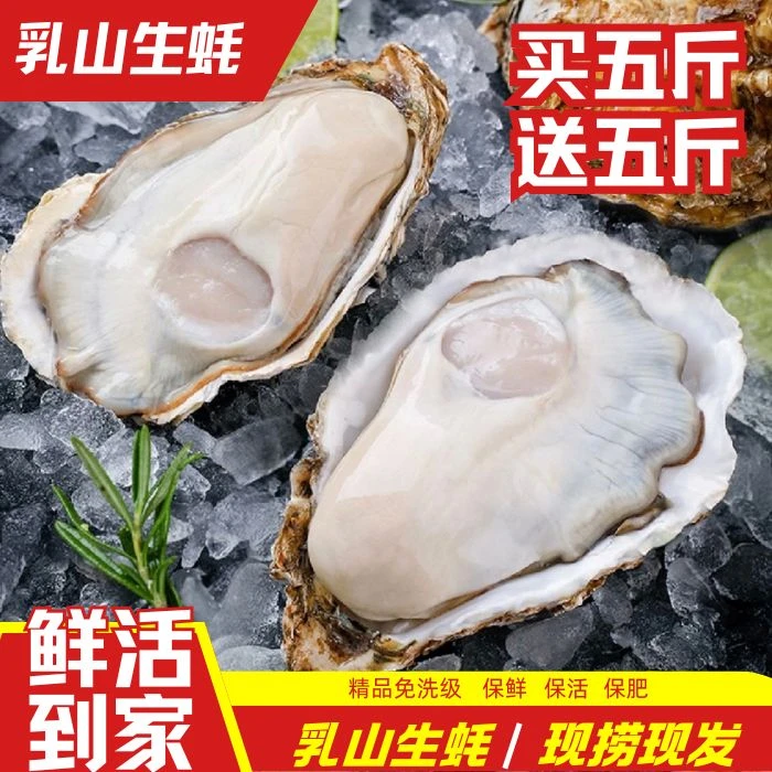 【8X帝王蚝】乳山产地金标冷水生蚝5斤送5斤精品免洗刺身级新鲜海鲜