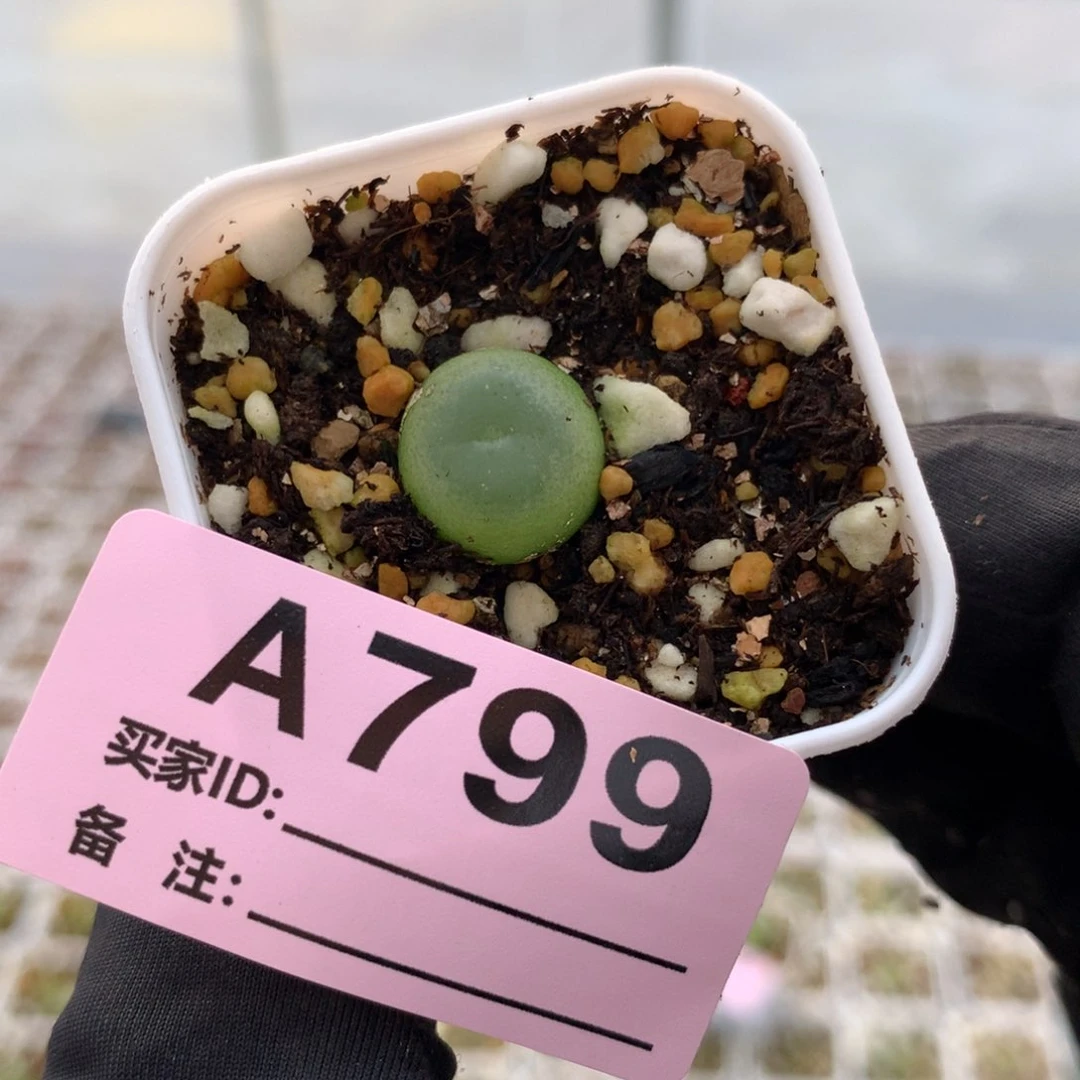 a799大王拉登一颗