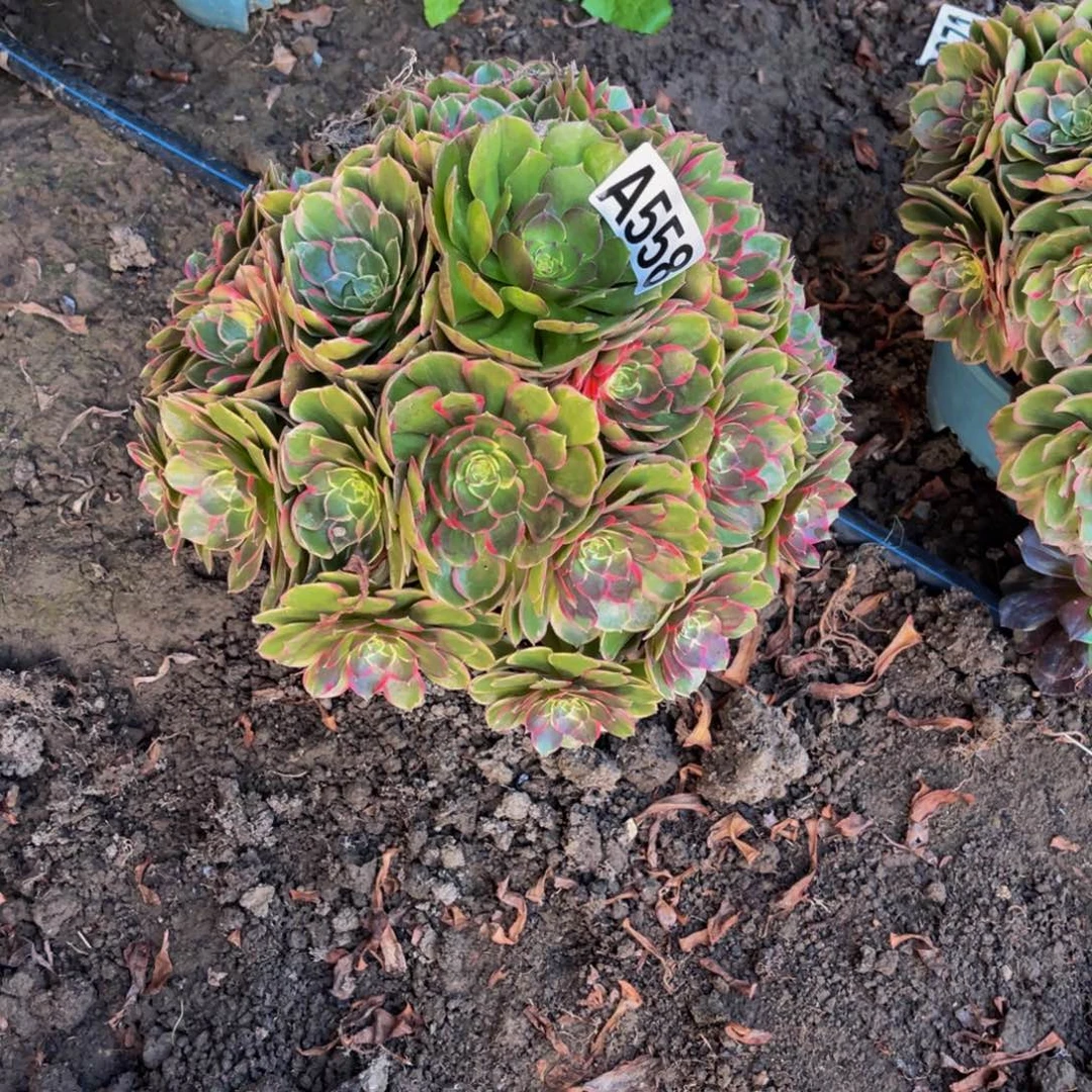 粉花妖26////30包邮