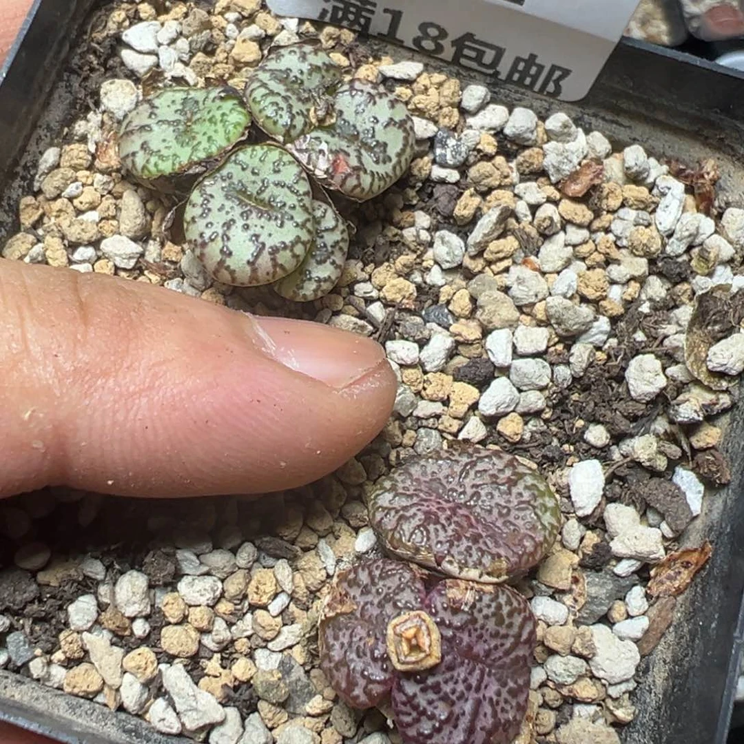 【闪购商品】 221。