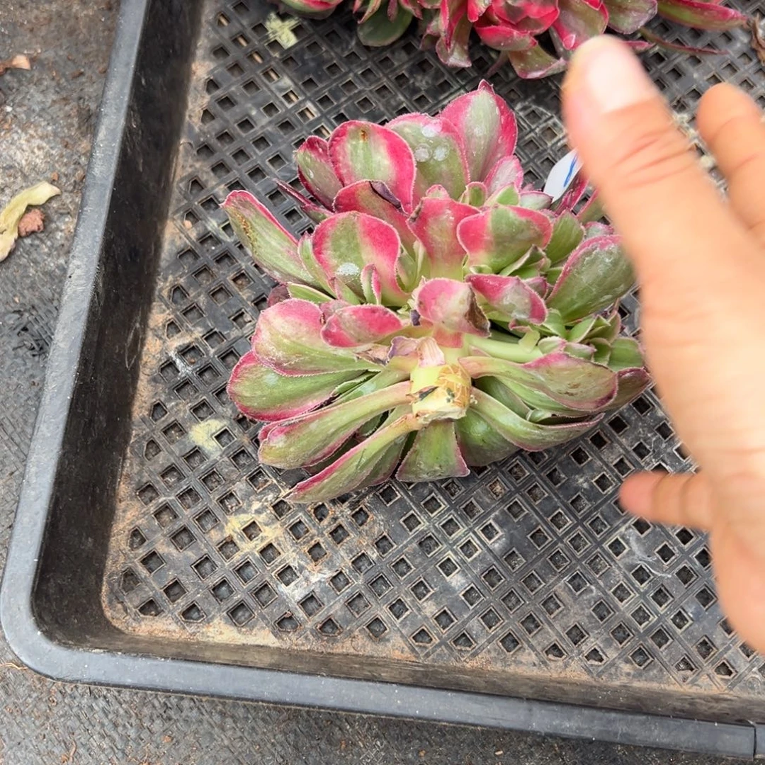 8桃花坞无根多肉嘻嘻嘻