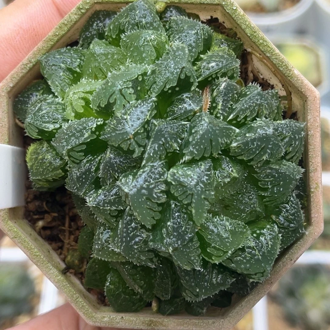 37魔刺发发发发发发