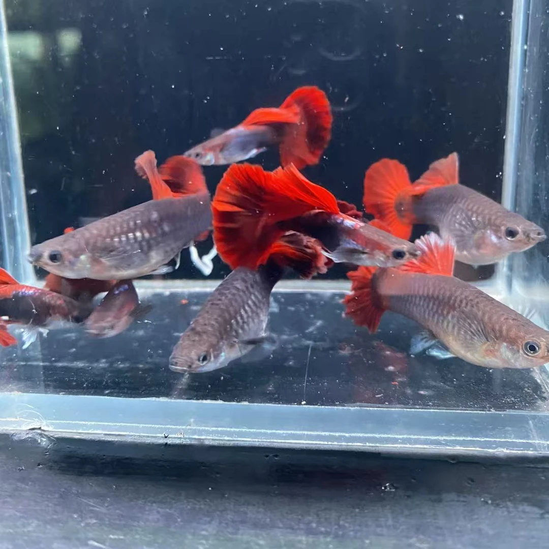 精品菊花帆大背折扇孔雀鱼热带鱼（凭开箱视频报损 入缸后不包损）