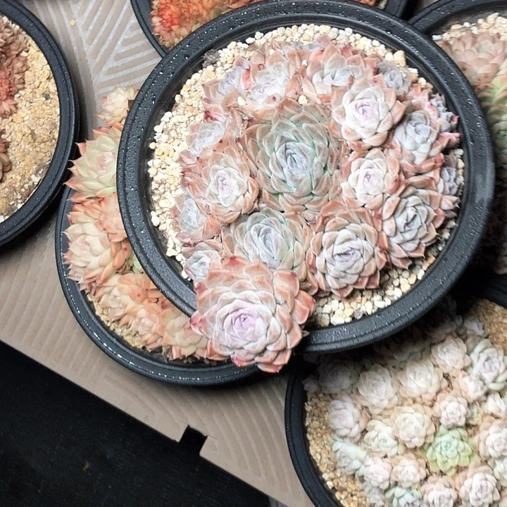 莎*49////////////////