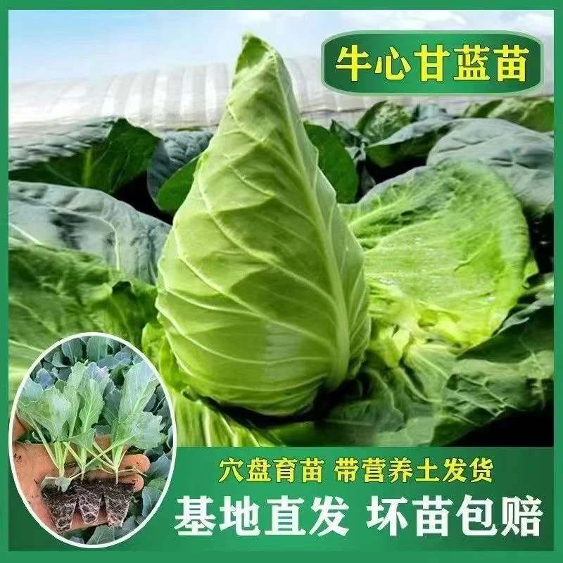 牛心甘蓝秧苗春秋播耐热耐寒四季种植阳台家庭蔬菜秧苗